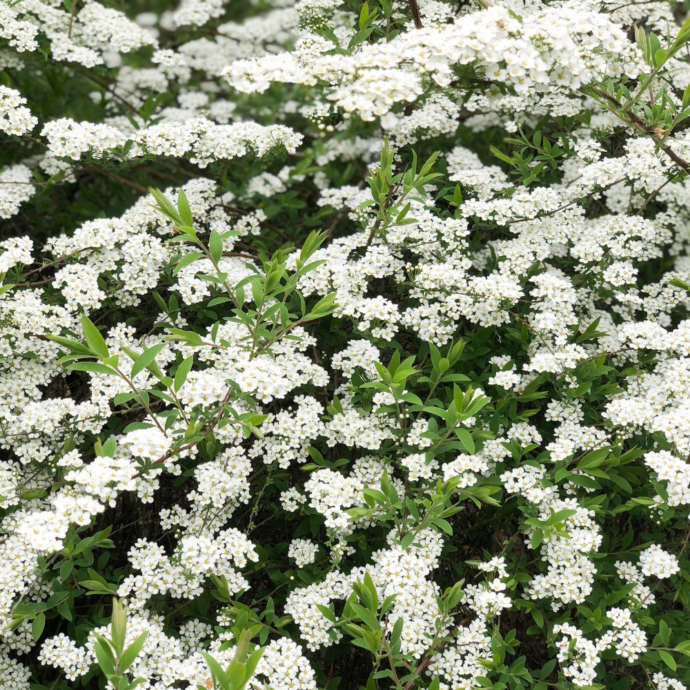 Spiraea arguta (spierstruik)
