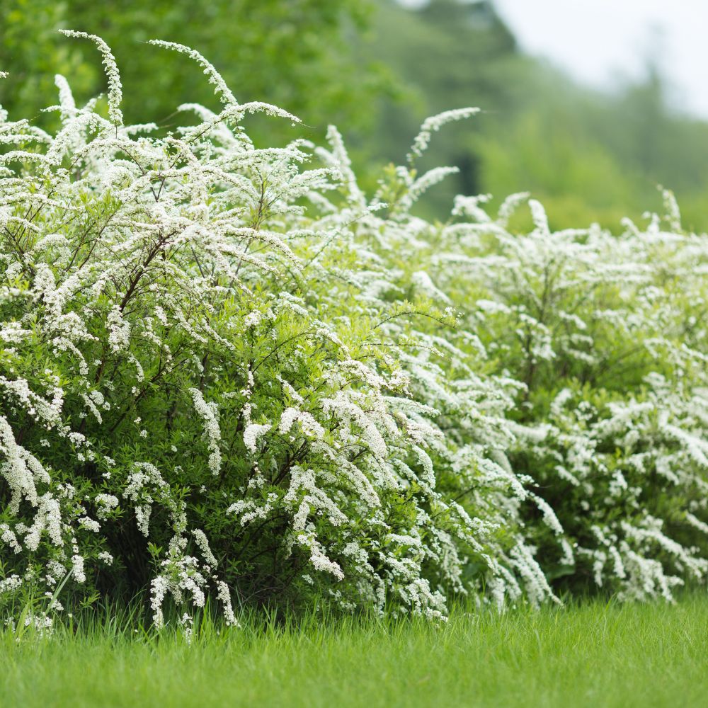 Spiraea cinerea 'Grefsheim' (spierstruik)