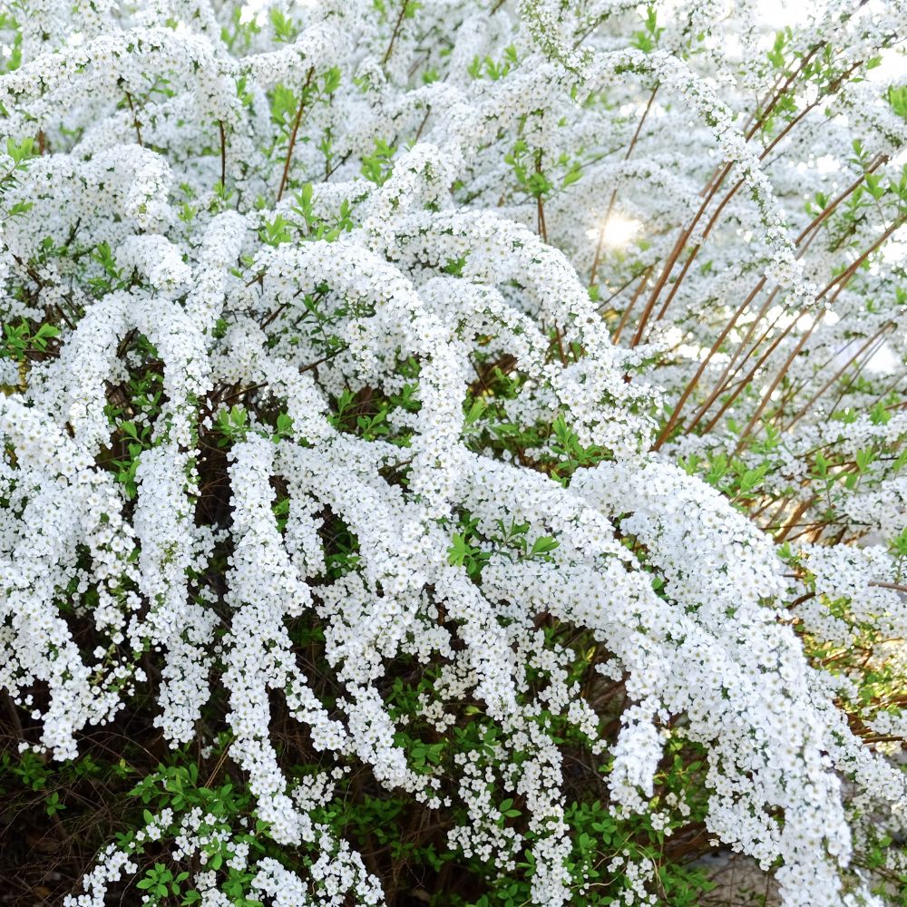 Spiraea cinerea 'Grefsheim' (spierstruik)