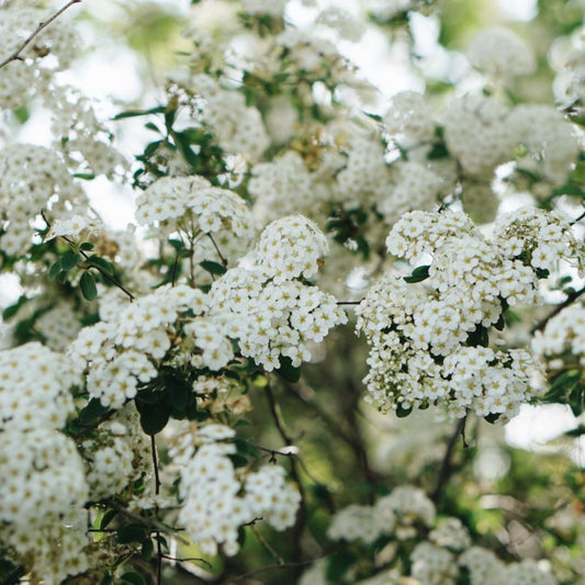 Spiraea x vanhouttei (spierstruik)