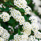 Spiraea x vanhouttei (spierstruik)