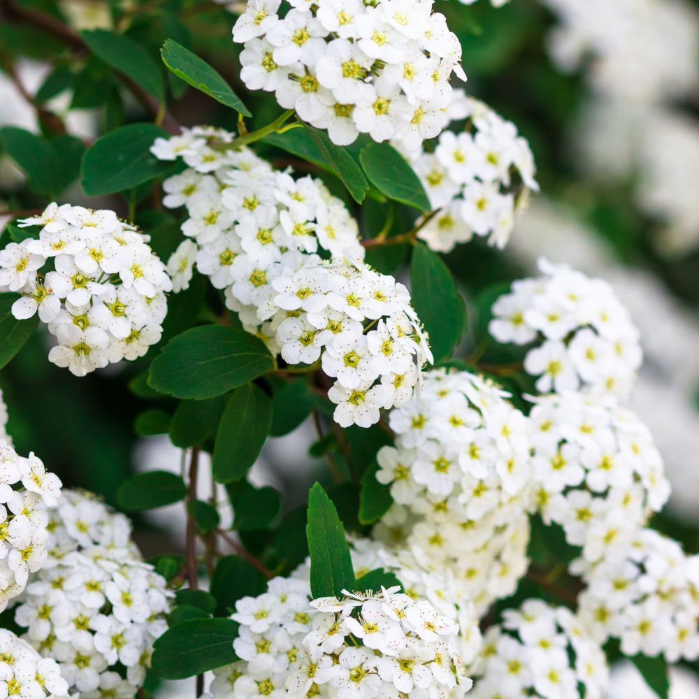 Spiraea x vanhouttei (spierstruik)