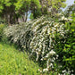Spiraea x vanhouttei (spierstruik)