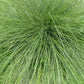 Sporobolus heterolepis (prairiedropzaad)