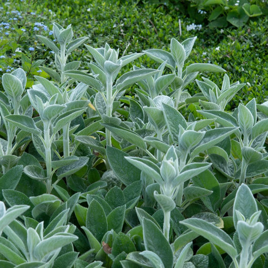 Stachys byzantina 'Big Ears' (ezelsoor)