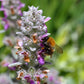 Stachys byzantina 'Big Ears' (ezelsoor) BIO