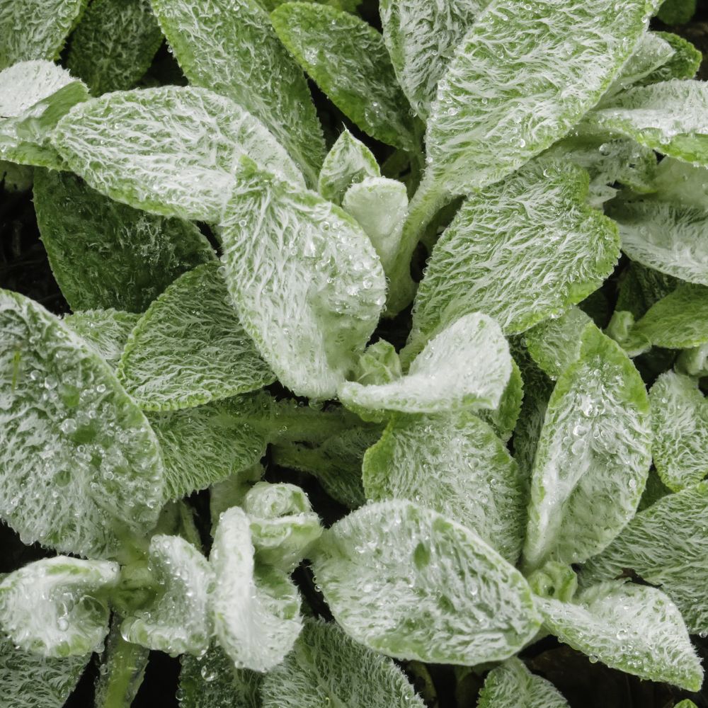 Stachys byzantina 'Cotton Ball' (ezelsoor) BIO