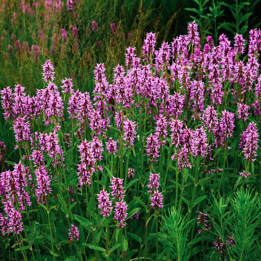 Stachys monnieri 'Hummelo' (andoorn) BIO