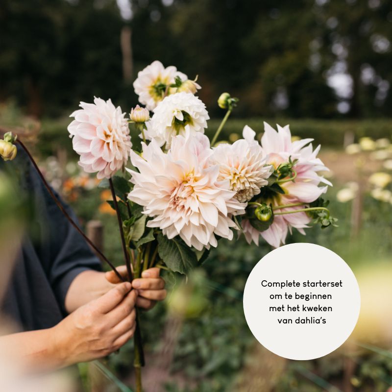 Starterset Dahlia's kweken