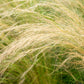 Stipa tenuissima (vedergras) BIO