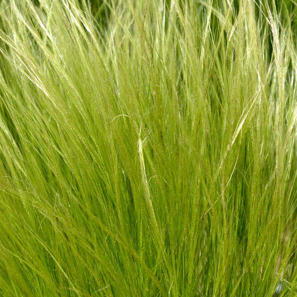 Stipa tenuissima (vedergras) BIO