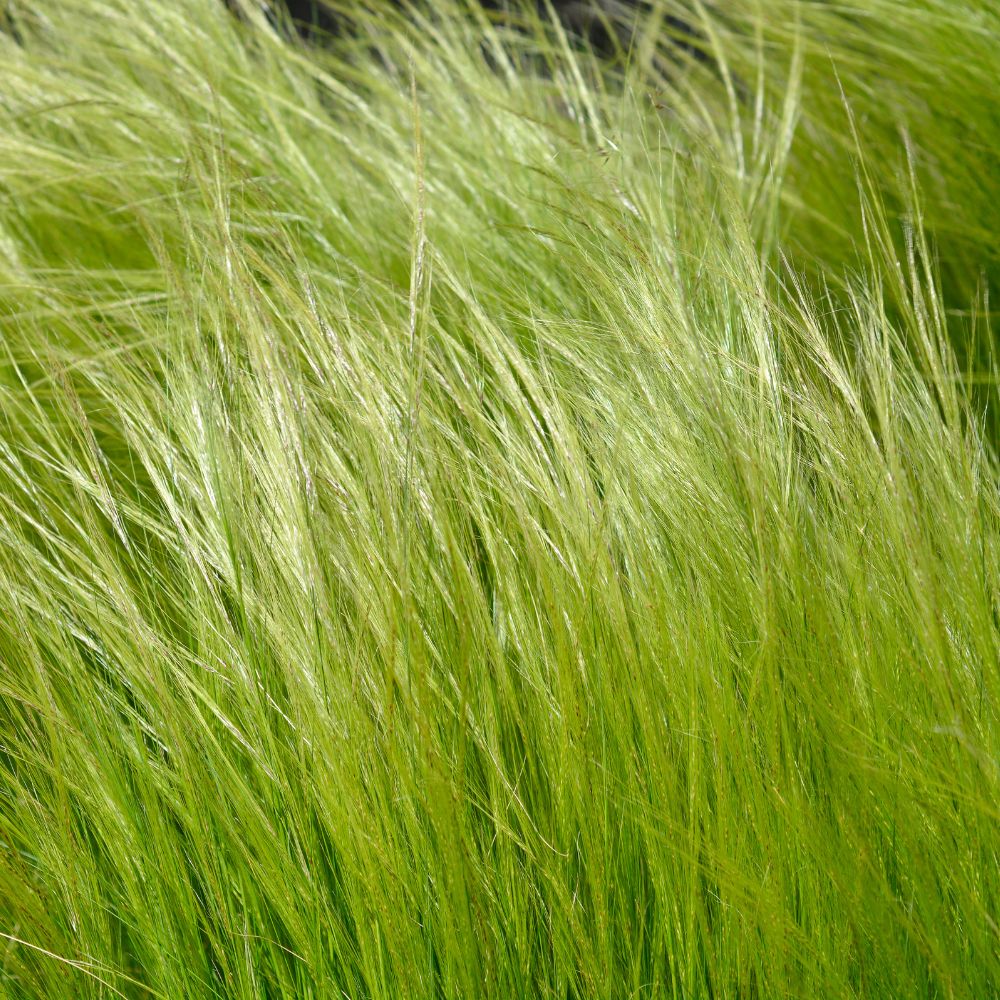 Stipa tenuissima 'Ponytails' (vedergras)