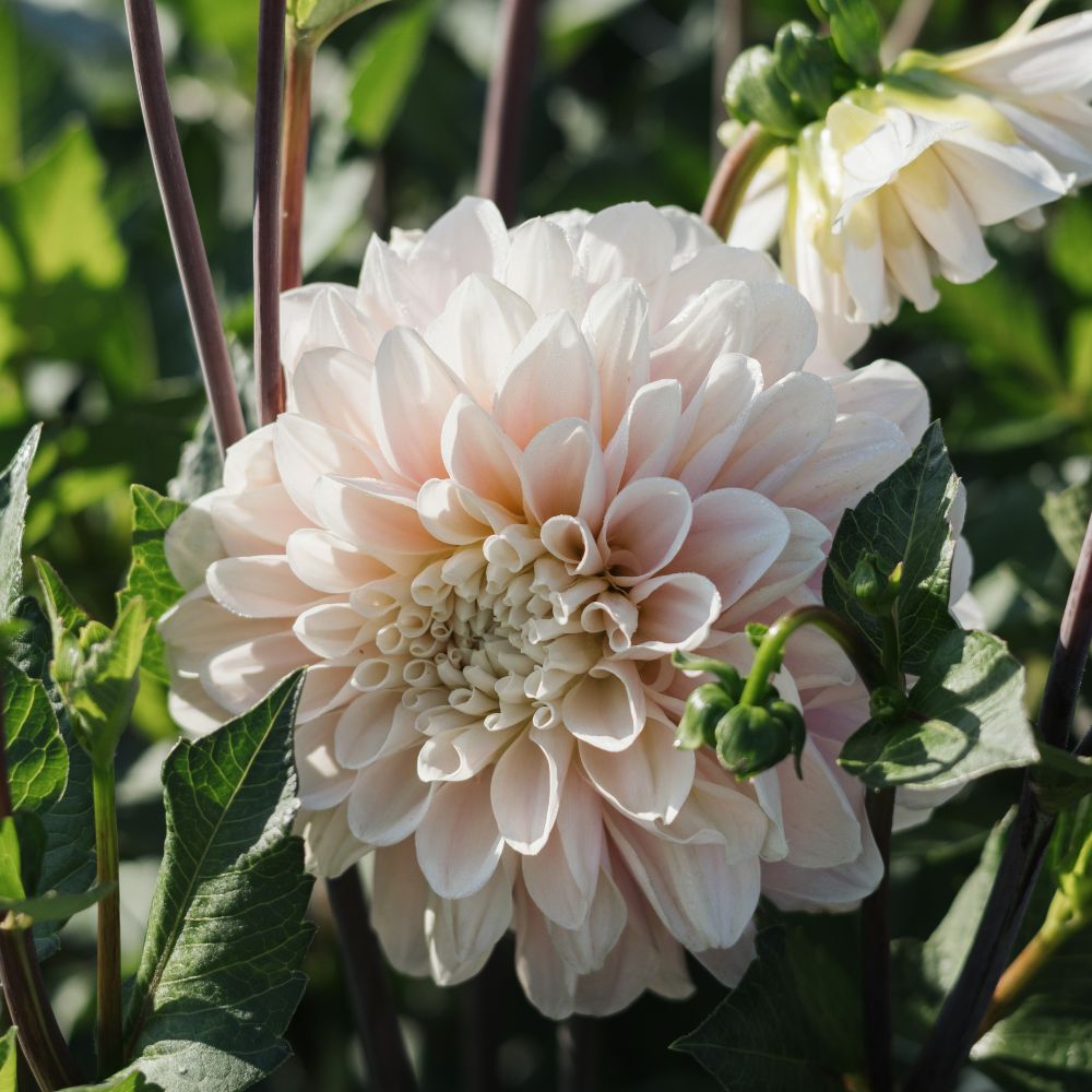 Dahlia 'Sweet Nathalie'