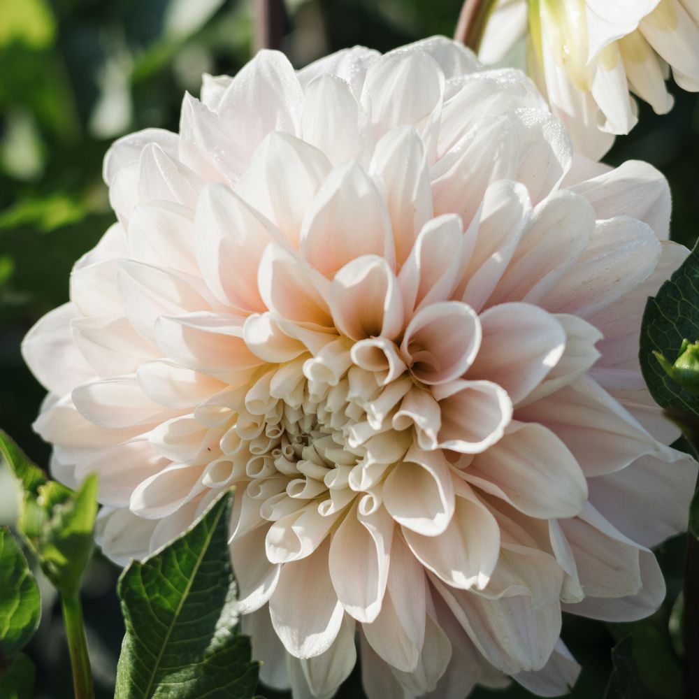 Dahlia 'Sweet Nathalie'