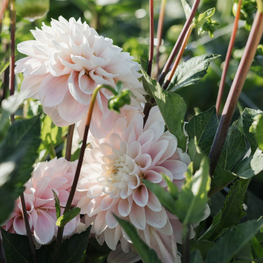 Dahlia 'Sweet Nathalie'