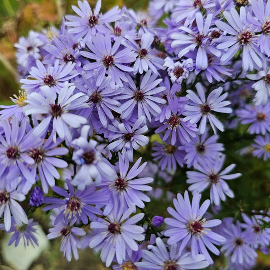 Aster 'Little Carlow' (aster)