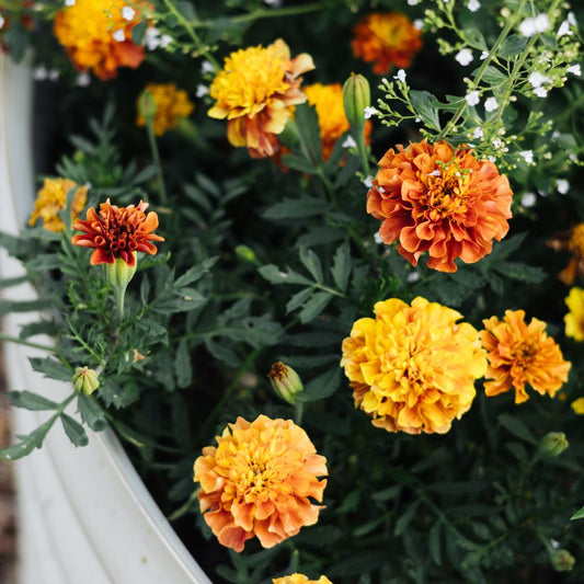 Tagetes patula 'Strawberry Blonde' (afrikaantje)