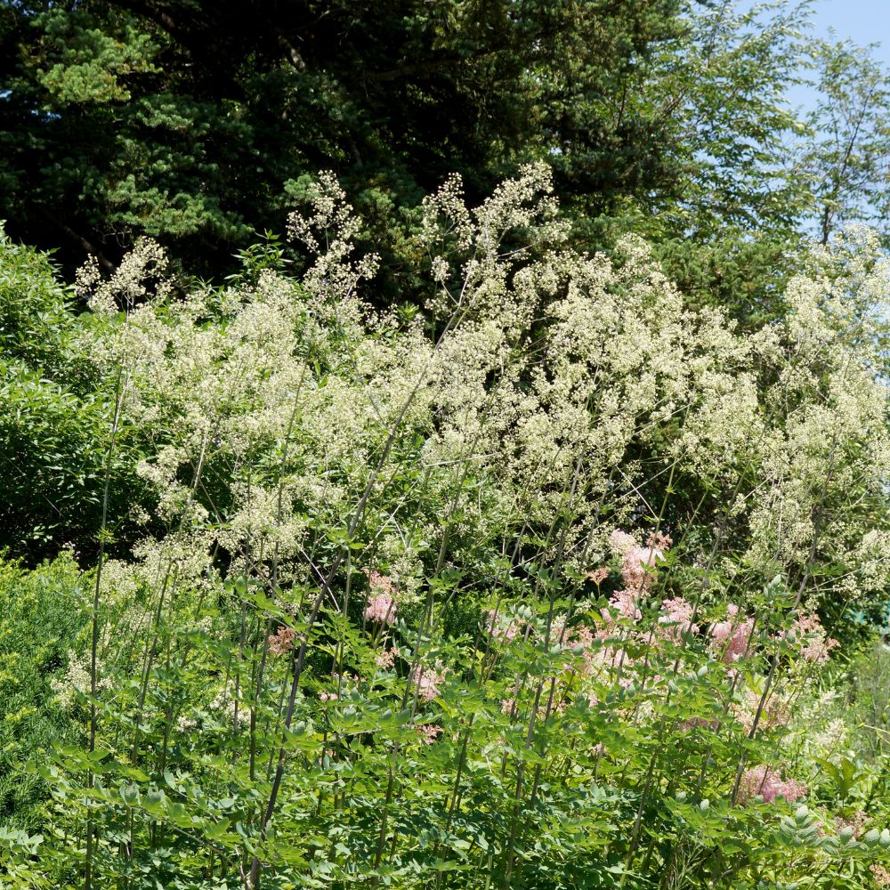 Thalictrum delavayi 'Album' (ruit)