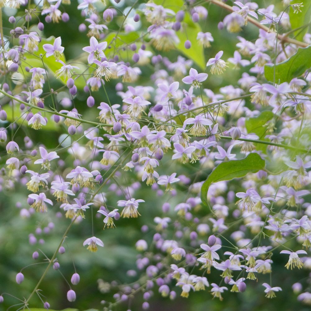 Thalictrum delavayi (ruit) BIO