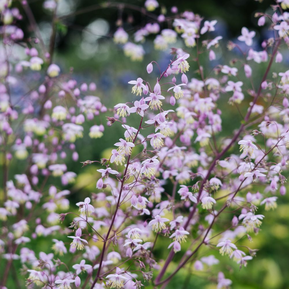 Thalictrum delavayi (ruit) BIO