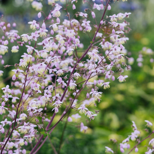 Thalictrum delavayi (ruit) BIO
