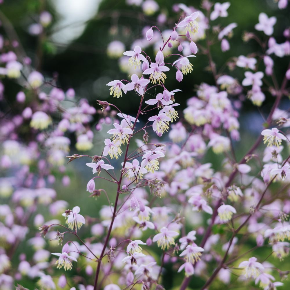 Thalictrum delavayi (ruit) BIO
