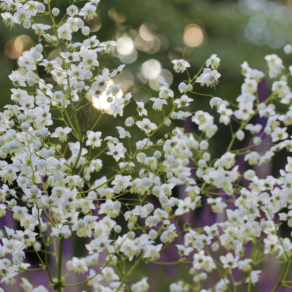 Thalictrum 'Splendide' (ruit)