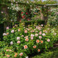 Rosa 'The Lady Gardener' (struikroos)