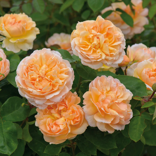 Rosa 'The Lady Gardener' (struikroos)