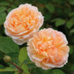 Rosa 'The Lady Gardener' (struikroos)