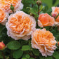 Rosa 'The Lady Gardener' (struikroos)