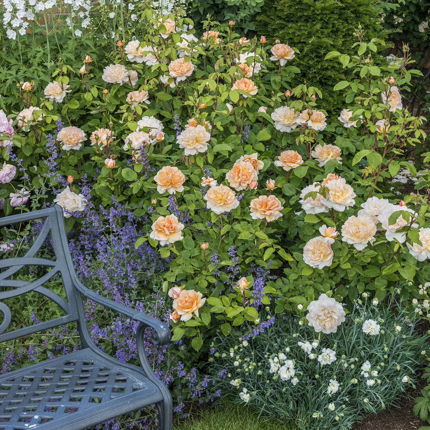 Rosa 'The Lady Gardener' (struikroos)