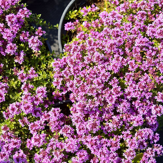 Thymus praecox 'Coccineus' (kruiptijm) BIO