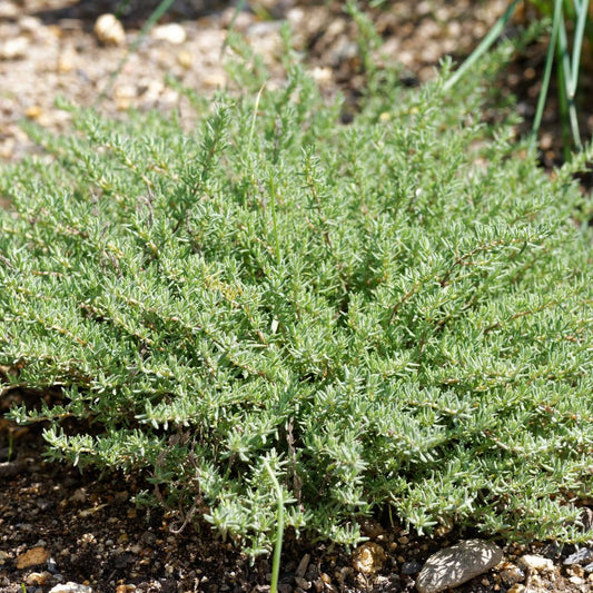 Thymus vulgaris 'Compactus' (tijm)