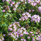 Zomertijm (Thymus vulgaris) BIO