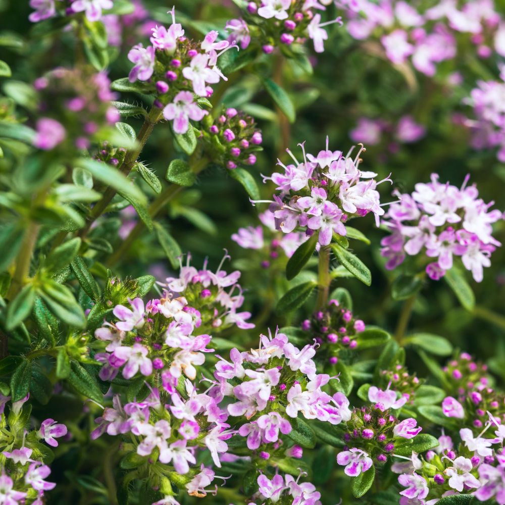 Zomertijm (Thymus vulgaris) BIO