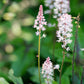 Tiarella 'Pink Skyrocket' (schuimbloem)