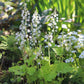 Tiarella 'Pink Skyrocket' (schuimbloem)