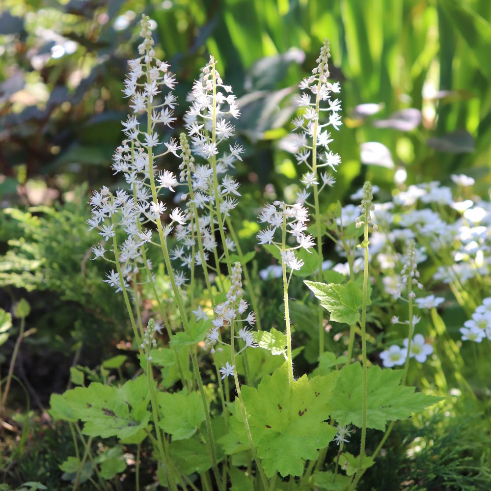 Tiarella 'Pink Skyrocket' (schuimbloem)