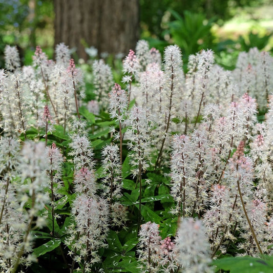 Tiarella 'Spring Symphony' (schuimbloem)