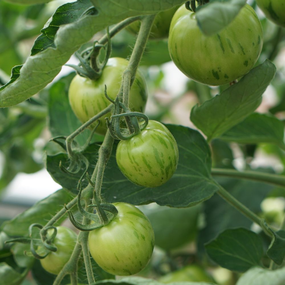Trostomaat 'Green Zebra' BIO