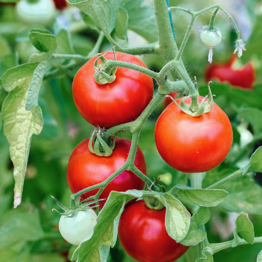 Trostomaat 'Matina' BIO