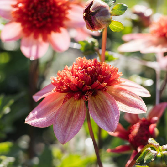 Dahlia 'Totally Tangerine'