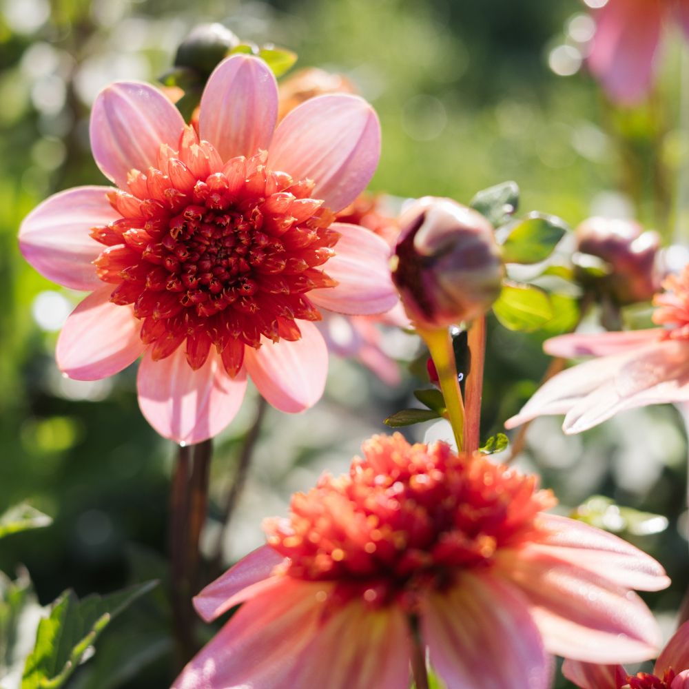 Dahlia 'Totally Tangerine'