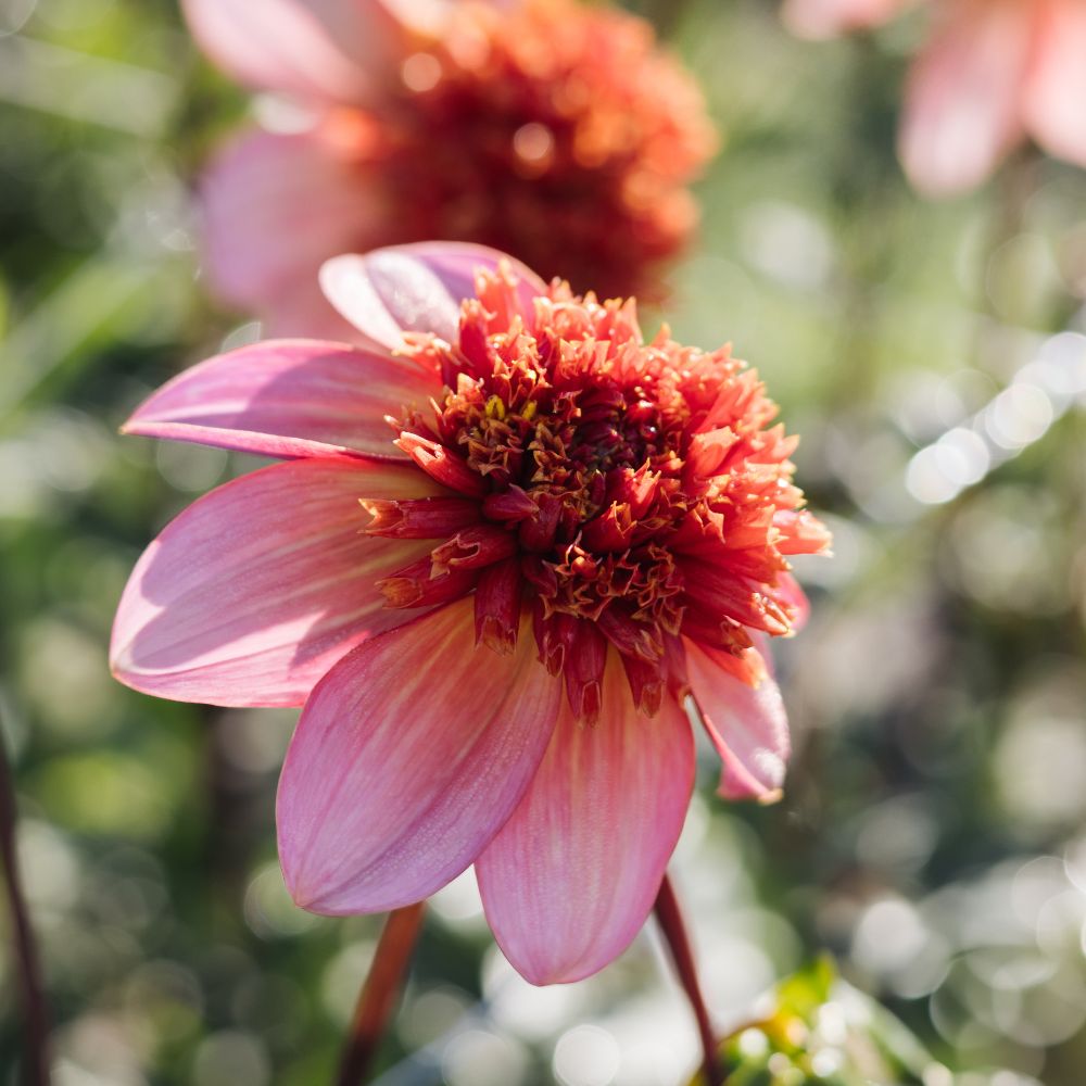 Dahlia 'Totally Tangerine'