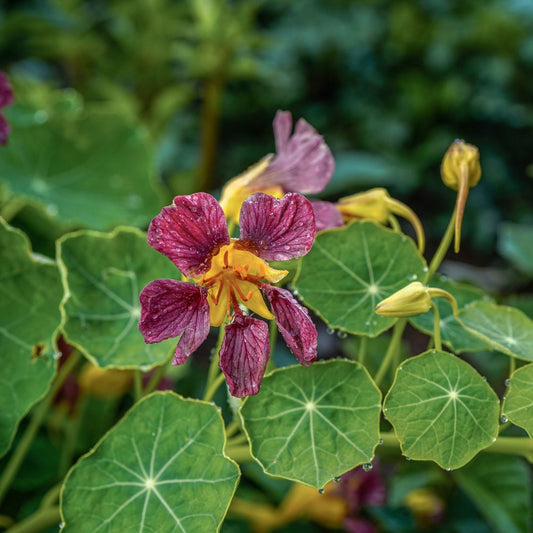 Tropaeolum majus ‘Purple Emperor’ (Oost-Indische kers)