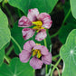 Tropaeolum majus ‘Purple Emperor’ (Oost-Indische kers)