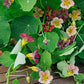 Tropaeolum majus ‘Purple Emperor’ (Oost-Indische kers)