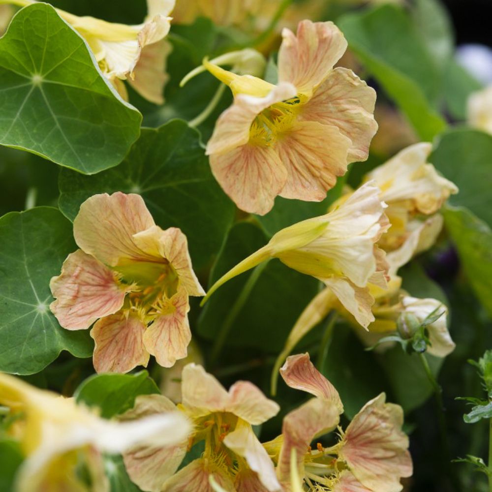 Tropaeolum minus ‘Tip Top Blush’ (Oost-Indische kers)