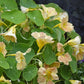 Tropaeolum minus ‘Tip Top Blush’ (Oost-Indische kers)